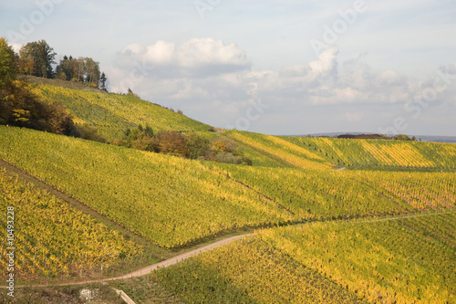 Weinberge photo