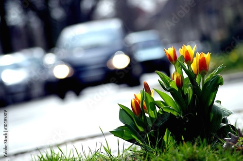 Blumen an der Straße photo