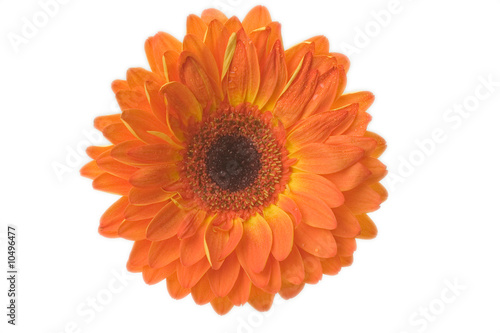 orange bloom isolated on white background