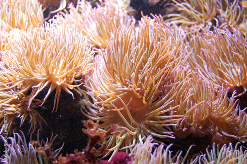 Fototapeta sea anemones