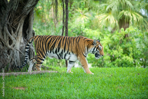 Bengal Tiger