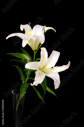 White lily isolated on black background