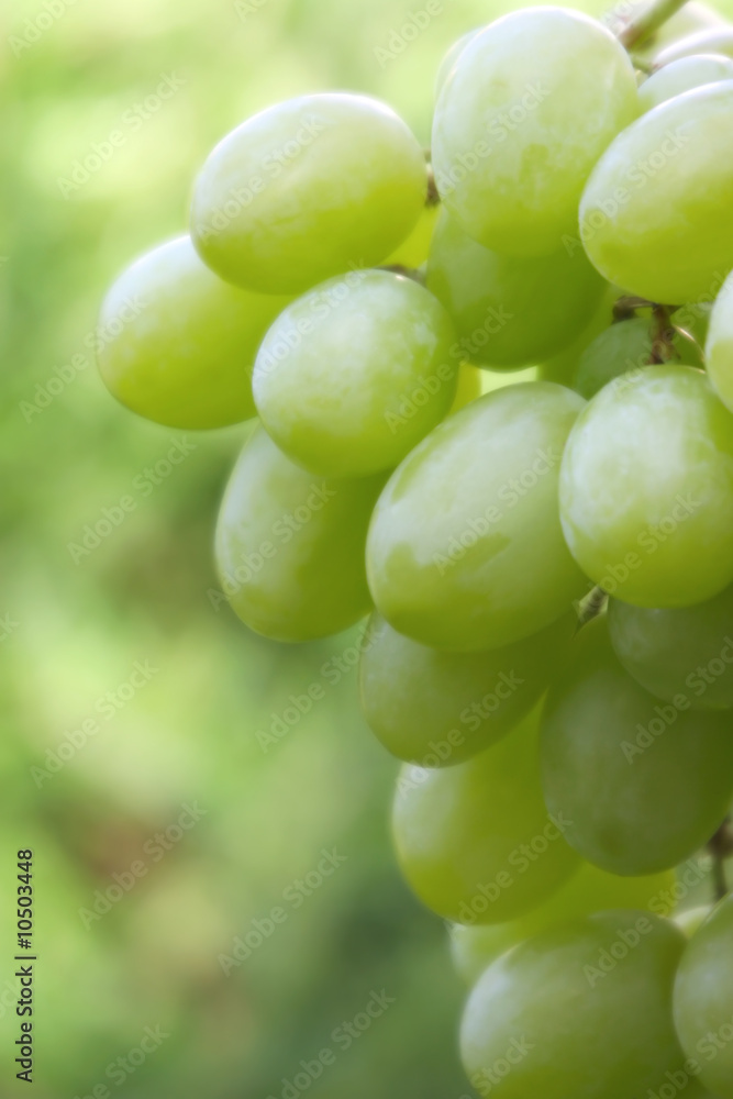 Green grapes hanging from the vine in early morning light. Green grapes hanging from the vine in early morning light.