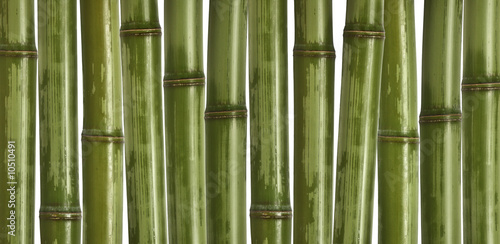 fine image of different bamboo, nature background