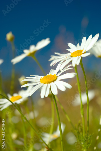 Beautiful summer. beautiful chamomiles on a sky background © Fanfo