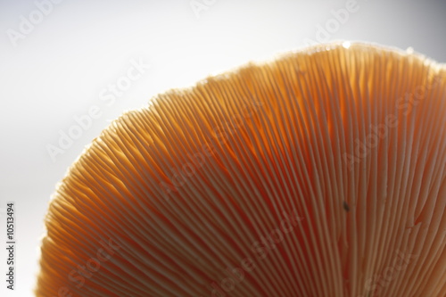 Pilz mit Gegenlicht