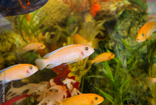 A colourful aquarium.Barbus