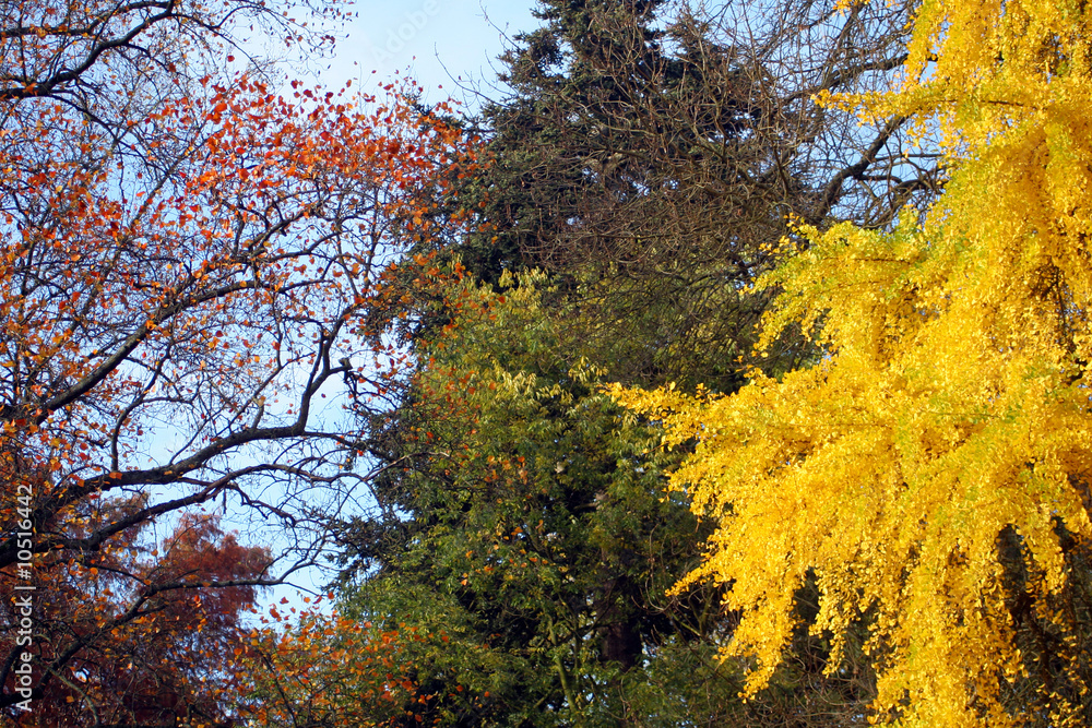 arbres4 arbres4