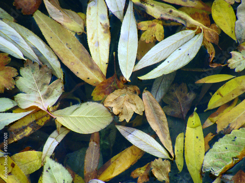 feuilles eau