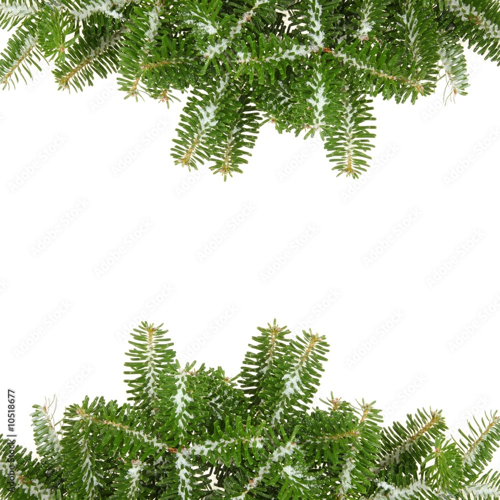 Pine branches with snow, isolated Pine branches with snow, isolated