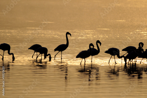 Lesser Flamingoes at sunrise at lake Nakuru  Kenya