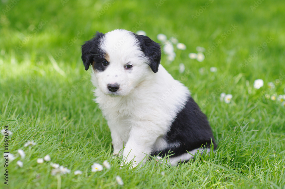 cute puppies in the meadow
