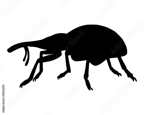 Rüsselkäfer (Curculionidae)