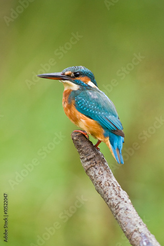 Kingfisher © S.R.Miller