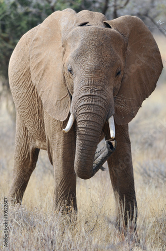 The African Bush Elephant  Loxodonta africana 
