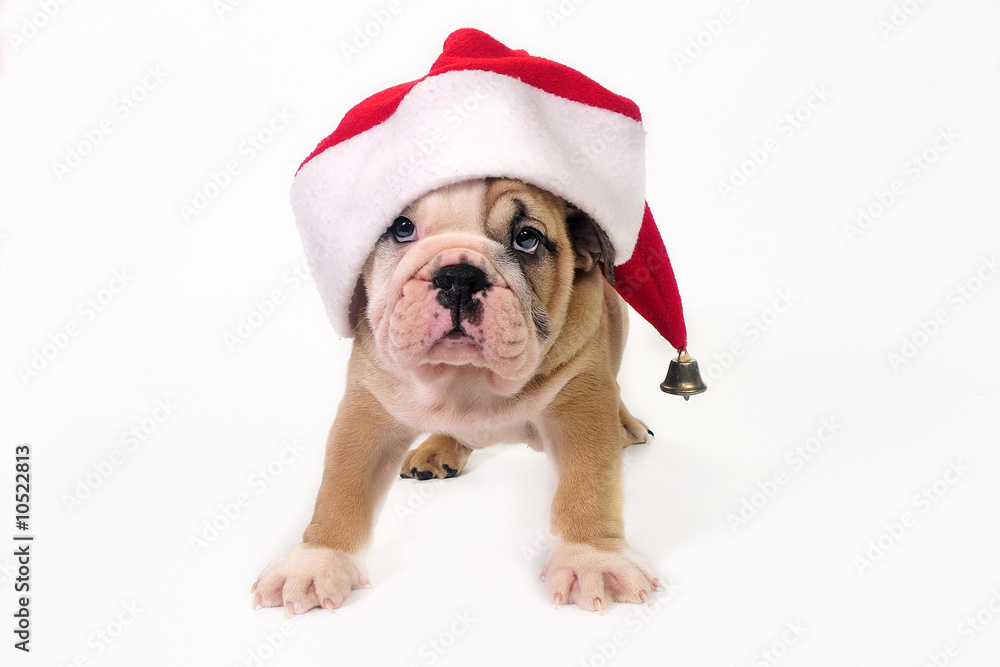 Cute puppy wearing a santa hat.