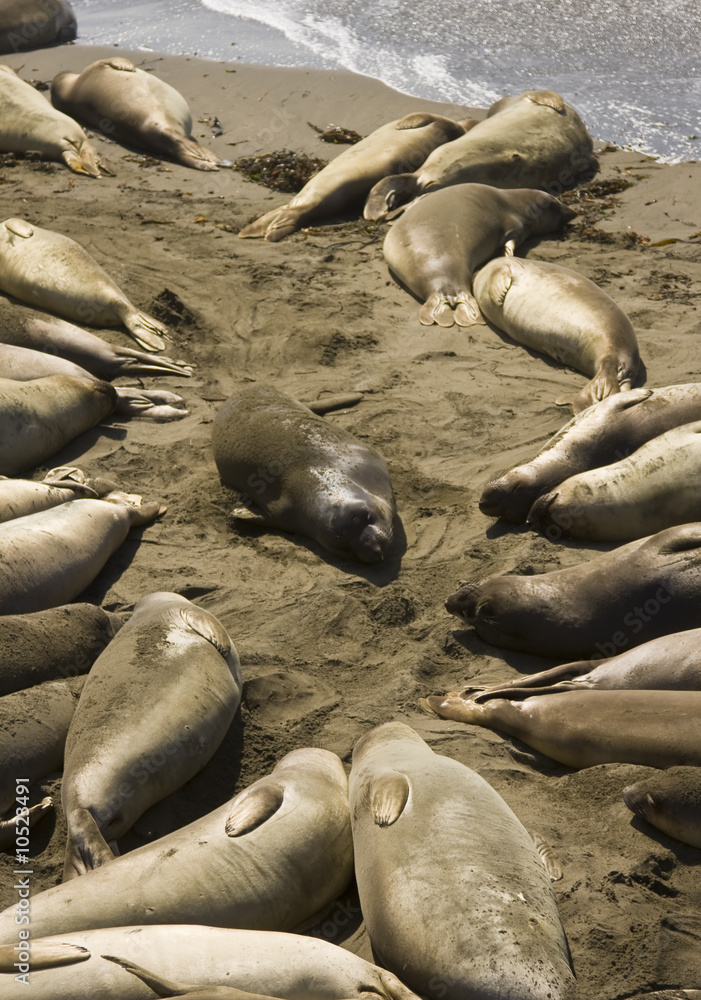 Fototapeta premium seal