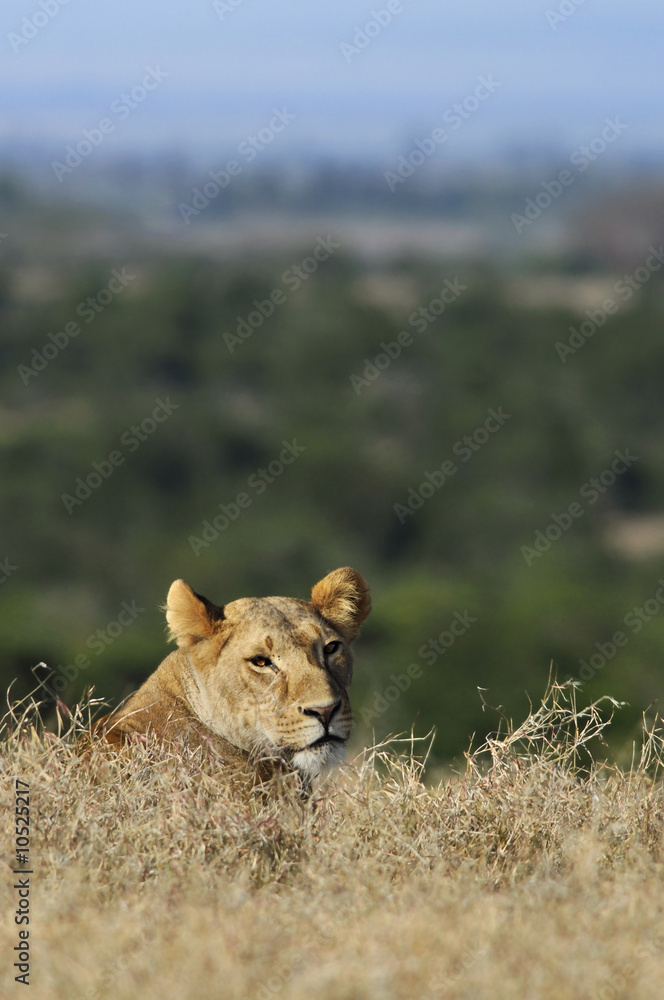 Lioness (Panthera leo). Lioness (Panthera leo).