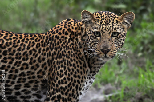 Leopard  Panthera Pardus 