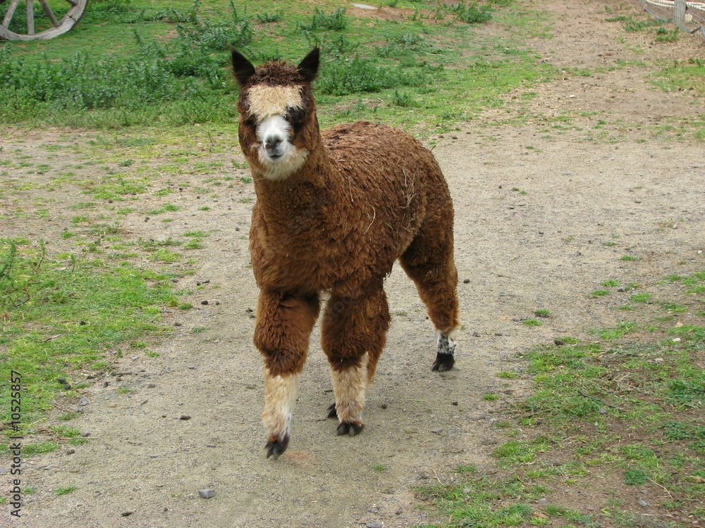alpaca