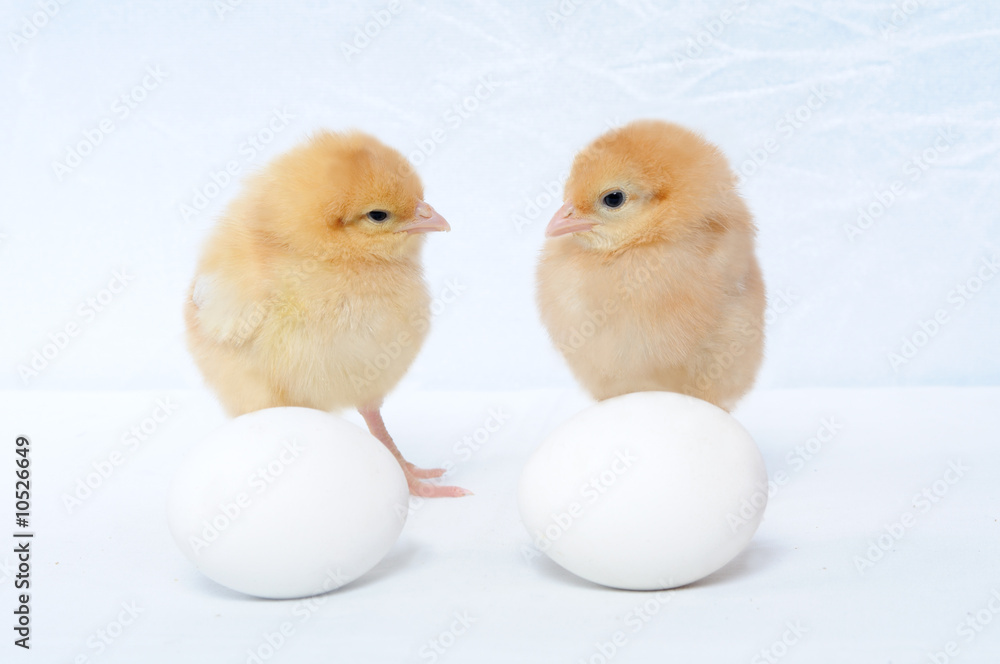 Two tiny pretty chicken and two eggs Two tiny pretty chicken and two eggs