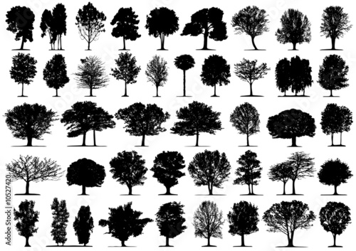 Black tree silhouettes on white background. Vector illustration.