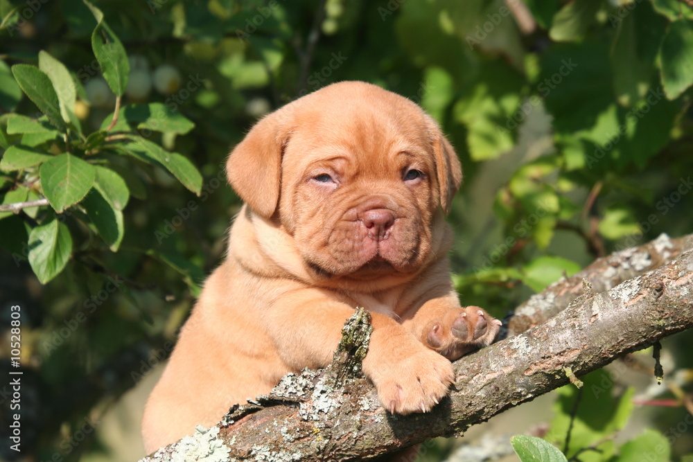 Adorable petit Dogue sur une branche