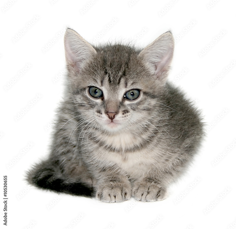 Obraz premium Small kitten on a white background.