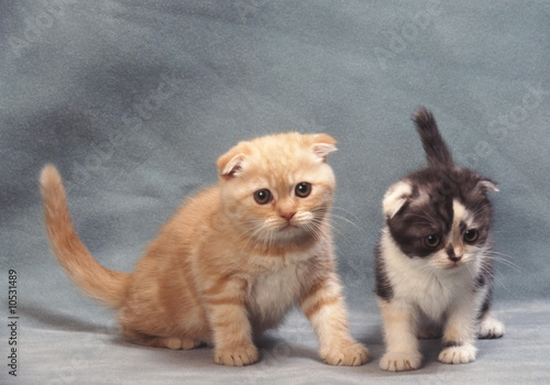 Deux chatons Scottish Fold adorables