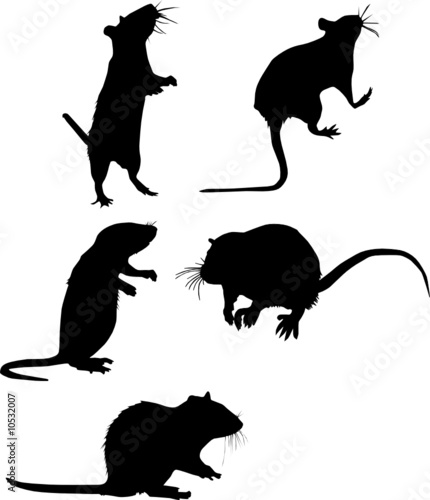 five rat silhouettes