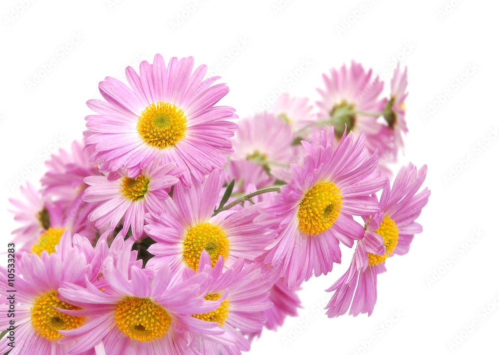 Bouquet of colorful pink chrysanthemum Bouquet of colorful pink chrysanthemum