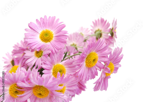 Bouquet of colorful pink chrysanthemum