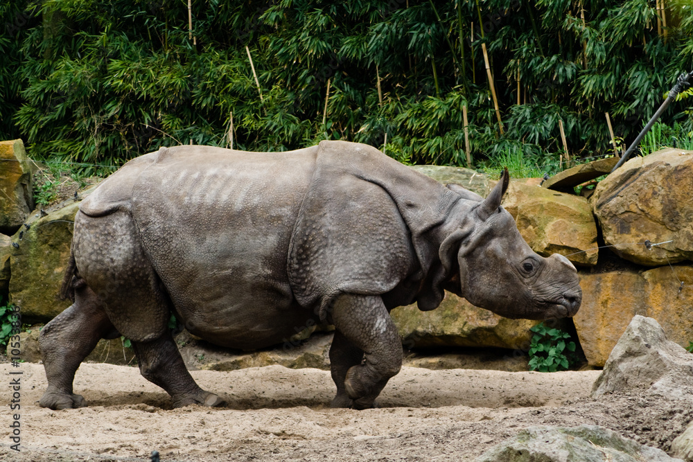 Obraz premium Rhino walking in zoo