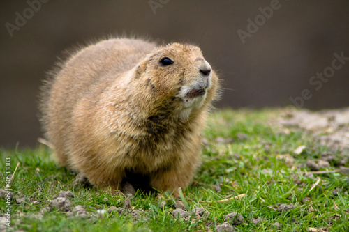 Curious fluffy prairie dog © Peter Kirillov