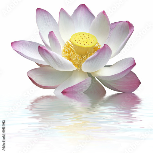 Fototapeta Naklejka Na Ścianę i Meble -  fleur de lotus