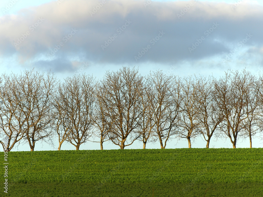 Baumreihe am Horizont