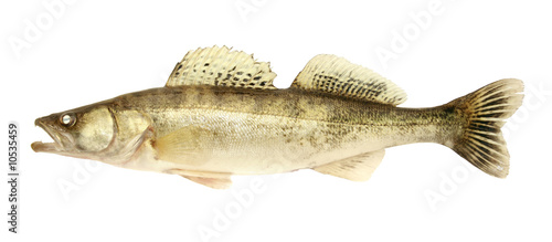 fresh and dead zander on the white background