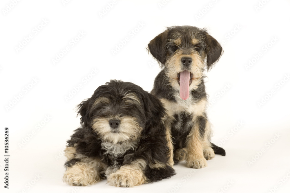 Two cute puppies brothers isolated on white
