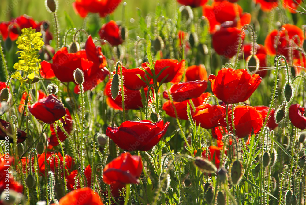 Fototapeta premium Klatschmohn - corn poppy 24