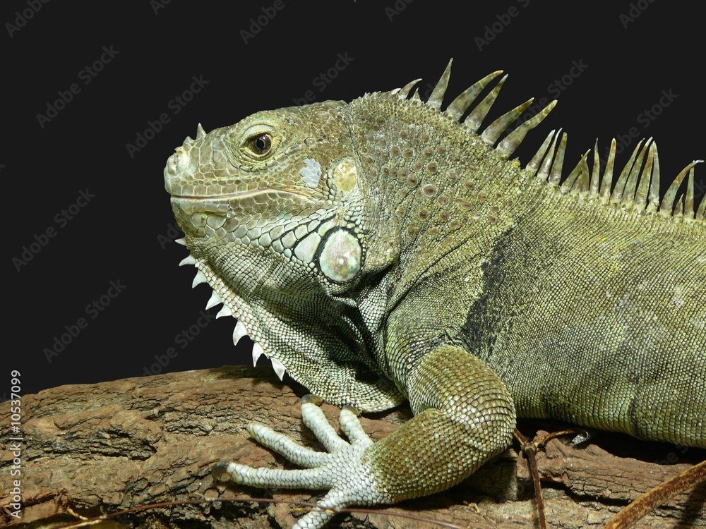 Fototapeta premium Leguan