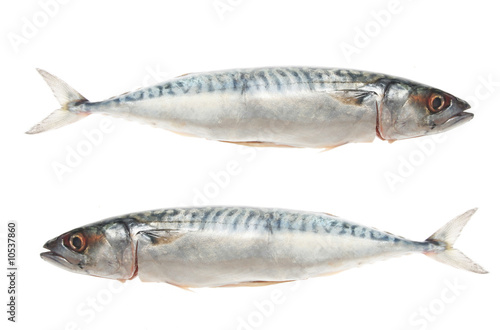 Two mackeral fish isolated on white