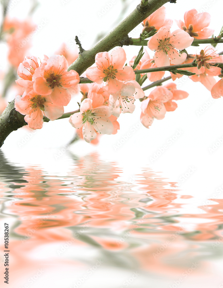 flowers and reflection over white