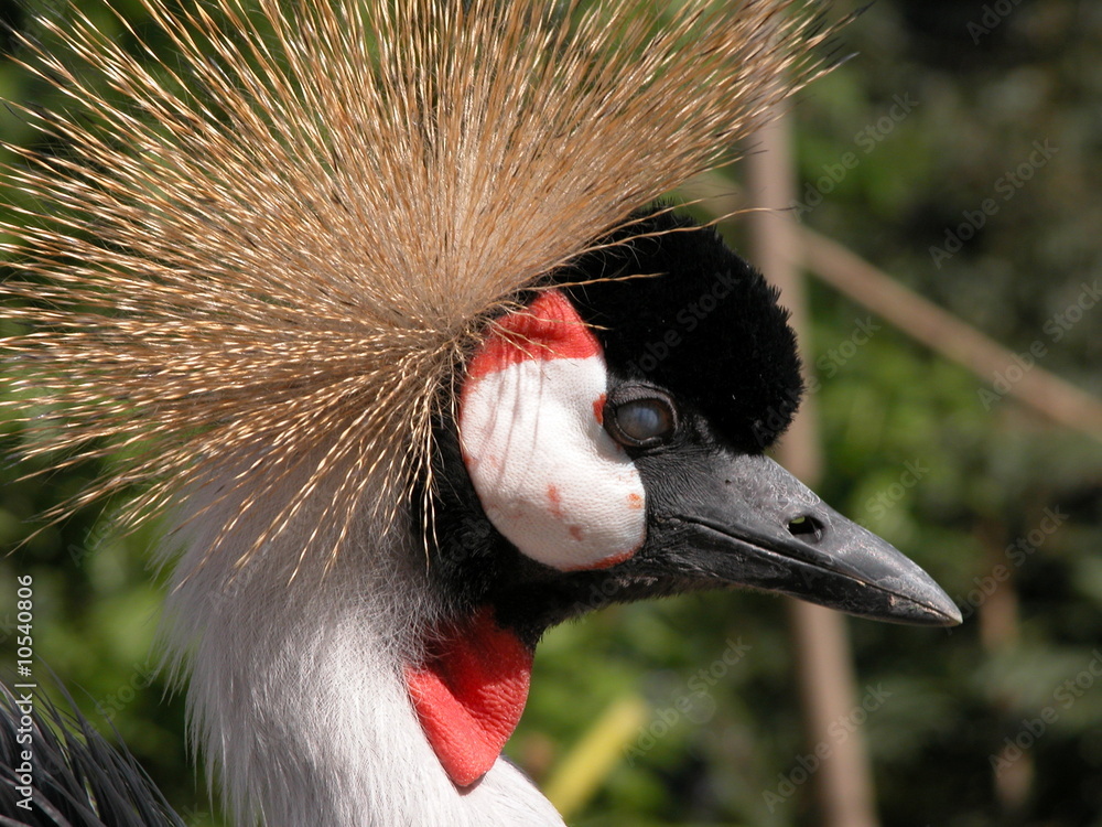 Fototapeta premium Peacock by side