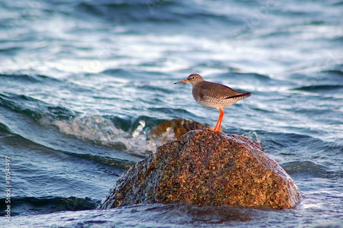 sea bird photo