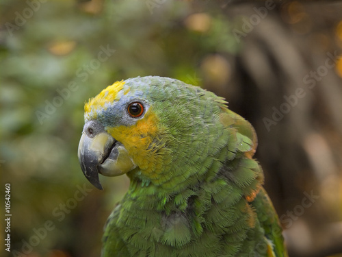 Green parrot close-up against blurry plants background © pr2is