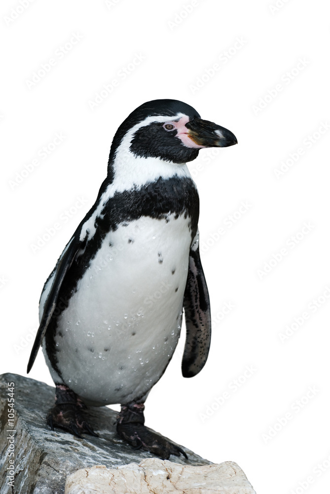 Obraz premium Humbolt penguin standing on a rock, background cut out