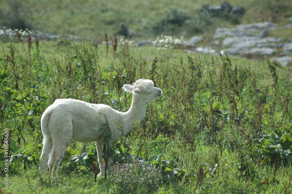 Naklejka premium petit animal méconnu