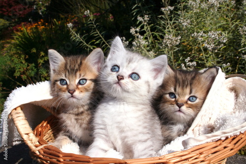 3 Katerchen