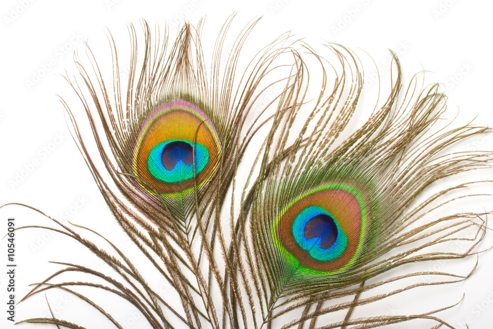 Obraz premium Peacock plume close up