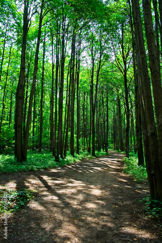 A road in the green forest  Moscow